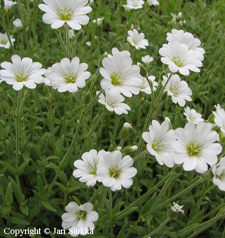 leenanhärkki - fjällarv x silverarv - Cerastium alpinum x tomentosum